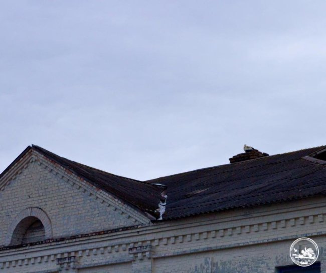 До Чорнобиля вперше за 20 років повернулися білі лелеки