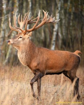 «Цуманська пуща» не гірша за Єллоустоун: захоплюючі кадри волинського нацпарку