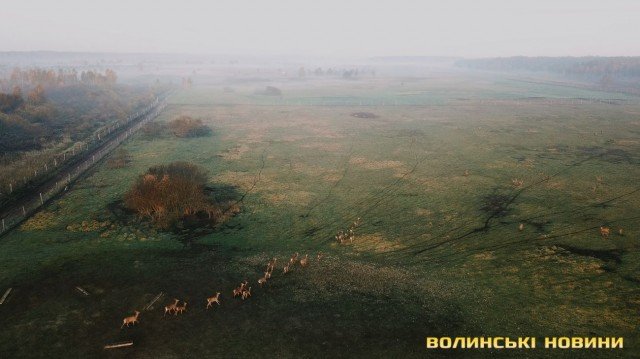 «Цуманська пуща» не гірша за Єллоустоун: захоплюючі кадри волинського нацпарку