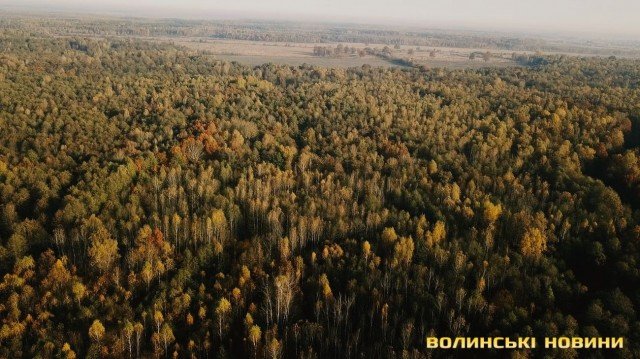 «Цуманська пуща» не гірша за Єллоустоун: захоплюючі кадри волинського нацпарку