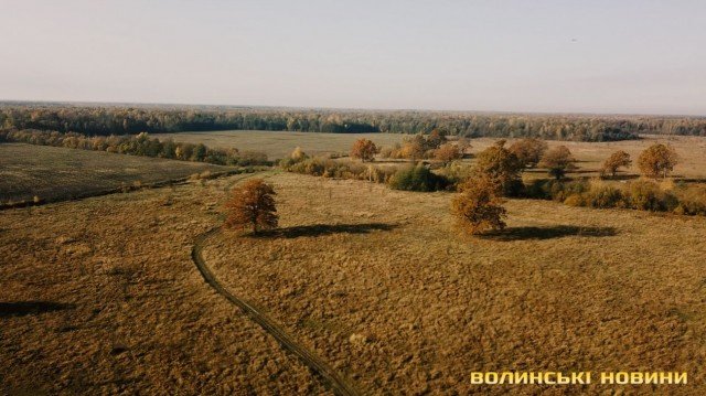 «Цуманська пуща» не гірша за Єллоустоун: захоплюючі кадри волинського нацпарку