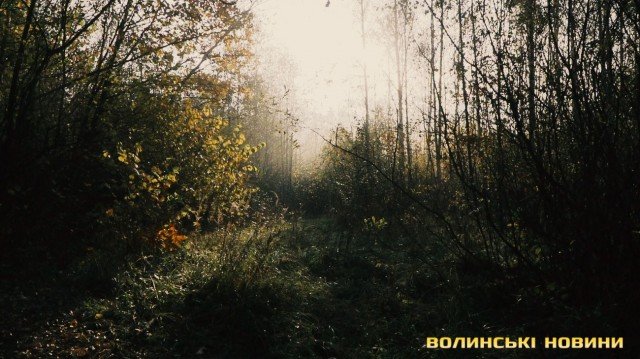 «Цуманська пуща» не гірша за Єллоустоун: захоплюючі кадри волинського нацпарку
