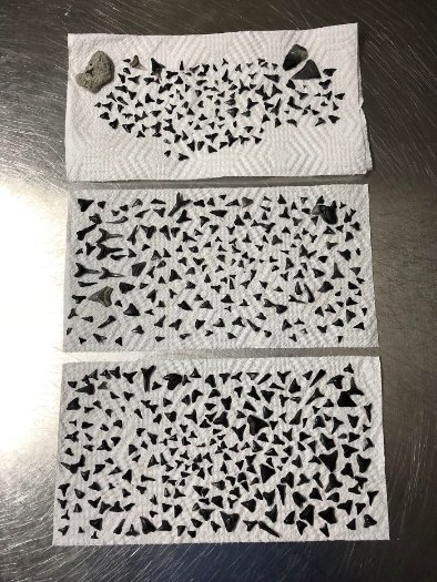  Чоловік збирає зуби акули на пляжах