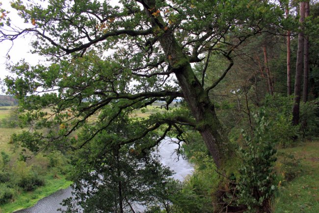 Водосховище та затоплений ліс: подорож цуманськими дібровами. ФОТО