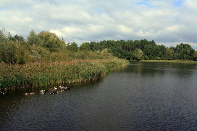 Водосховище та затоплений ліс: подорож цуманськими дібровами. ФОТО