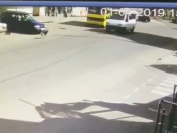 У Ковелі чоловік штовхнув собаку під маршрутку – пес загинув, – соцмережі. ВІДЕО 18+
