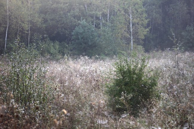 Показали світлини сходу сонця у волинському заказнику. ФОТО