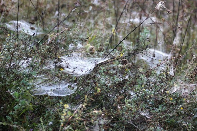 Показали світлини сходу сонця у волинському заказнику. ФОТО