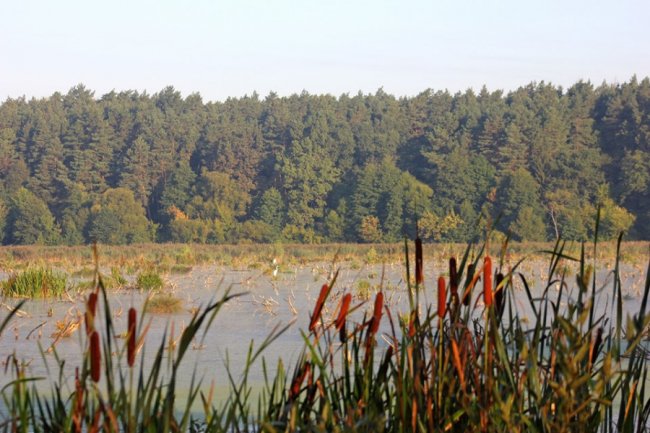 Показали світлини сходу сонця у волинському заказнику. ФОТО