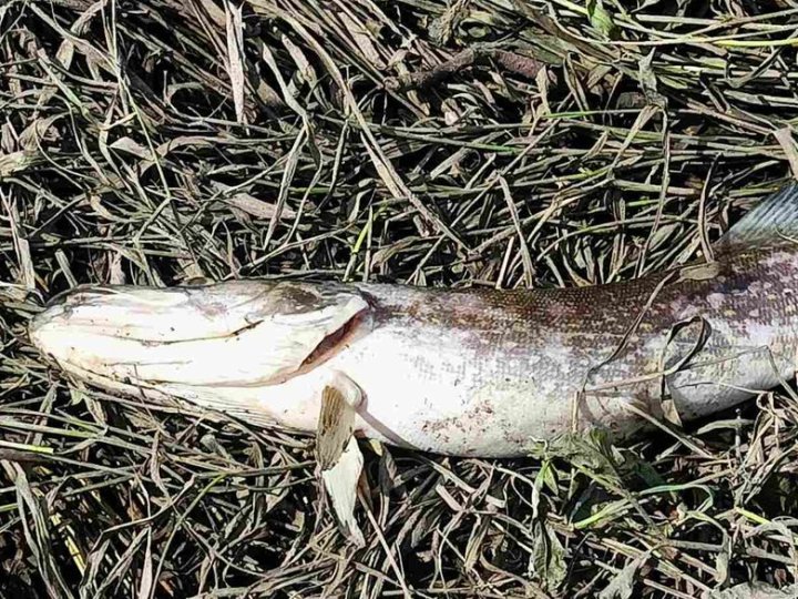 У річці на Волині зафіксували загибель риби і раків. ФОТО