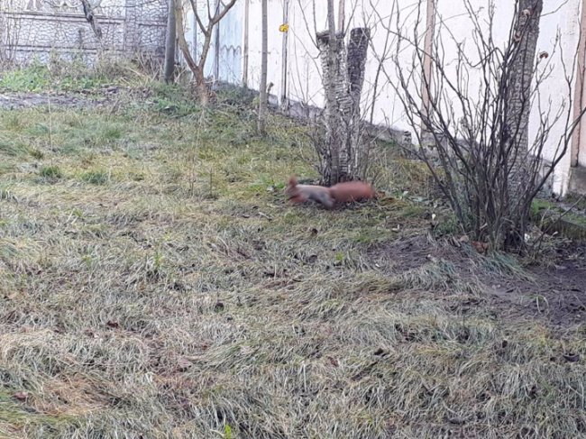 Курйоз на Волині: як білка зробила склад харчів у  Mercedes. ФОТО