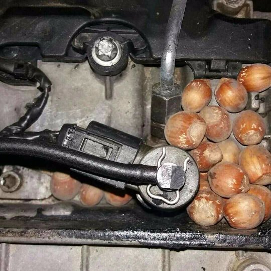 Курйоз на Волині: як білка зробила склад харчів у  Mercedes. ФОТО