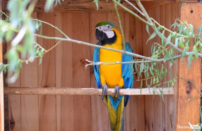 Назвали 5 найекзотичніших тварин Луцького зоопарку