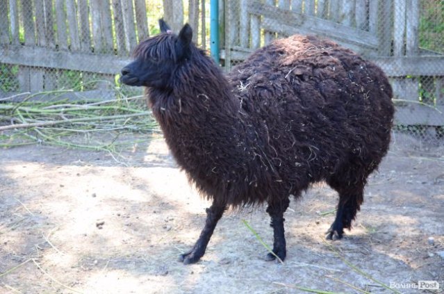 Назвали 5 найекзотичніших тварин Луцького зоопарку