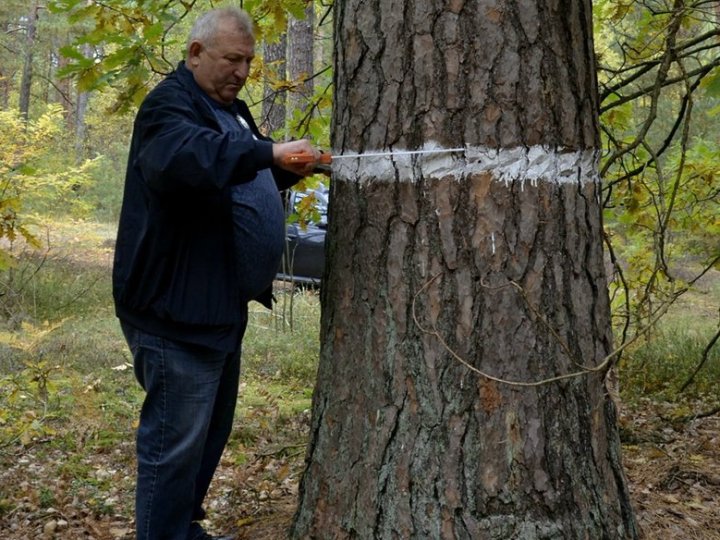 На Волині росте 200-літня сосна. ФОТО