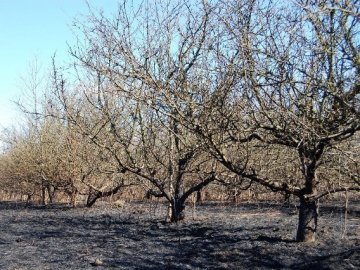 Яблуневий сад під Луцьком «вижив» після масштабної пожежі