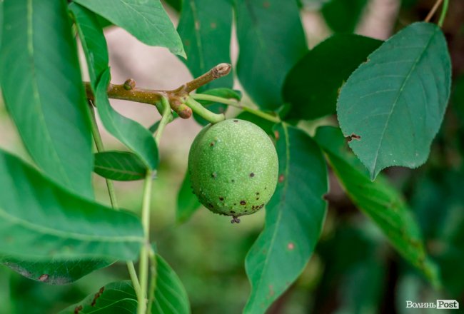 Соковиті й налиті сонцем дарунки осені: що вродило в садах і на городах лучан. ФОТО