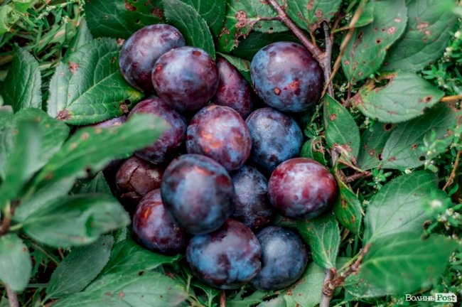 Соковиті й налиті сонцем дарунки осені: що вродило в садах і на городах лучан. ФОТО