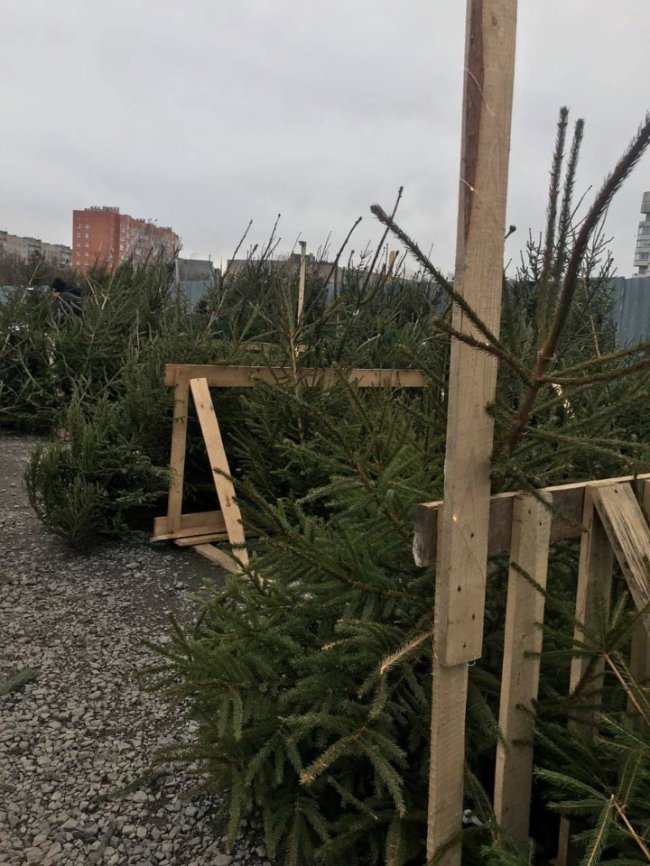 У Луцьку інспектори виявили понад 300 незаконних новорічних дерев. ФОТО