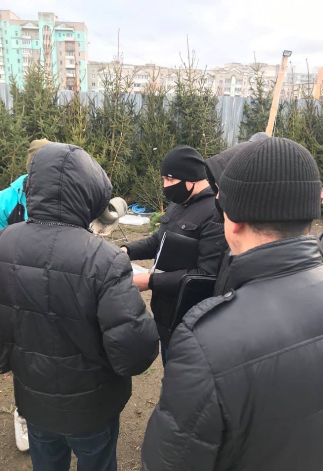 У Луцьку інспектори виявили понад 300 незаконних новорічних дерев. ФОТО