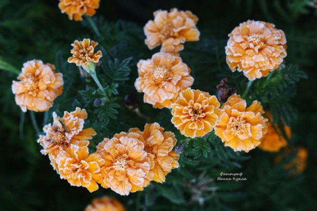 Іній всюди: неймовірні фото квітів від луцького фотографа