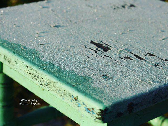 Іній всюди: неймовірні фото квітів від луцького фотографа