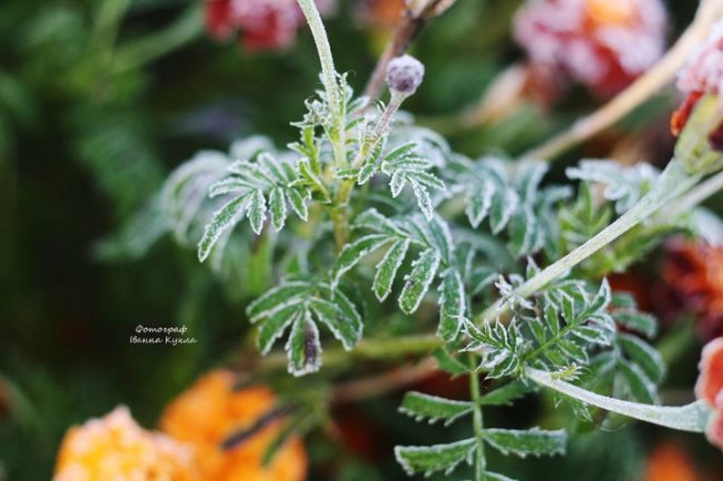 Іній всюди: неймовірні фото квітів від луцького фотографа