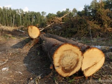 У волинському заповіднику знищили лісу на понад мільйон