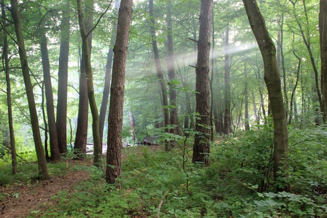 Мальовнича та неповторна природа волинського села. ФОТО