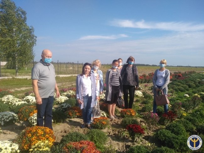 Родина з Волині вирощує 80 сортів хризантем. ФОТО