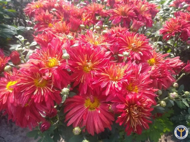 Родина з Волині вирощує 80 сортів хризантем. ФОТО