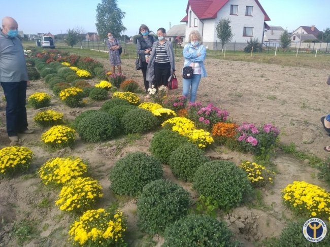 Родина з Волині вирощує 80 сортів хризантем. ФОТО