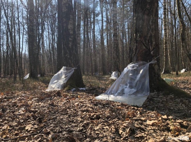 Від останнього снігу, до перших бруньок: на Волині – сезон заготівлі березового соку. ФОТО 
