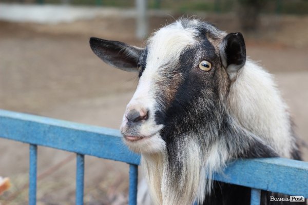 У Луцьку відкрили оновлений зоопарк. ФОТО 