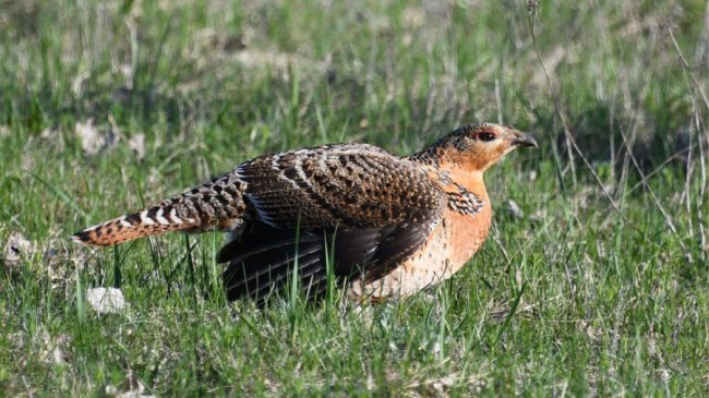 Самиця глушця (глухара), яка занесена до Червоної книги