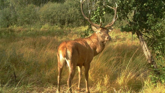 Величні олені Чорнобильської зони