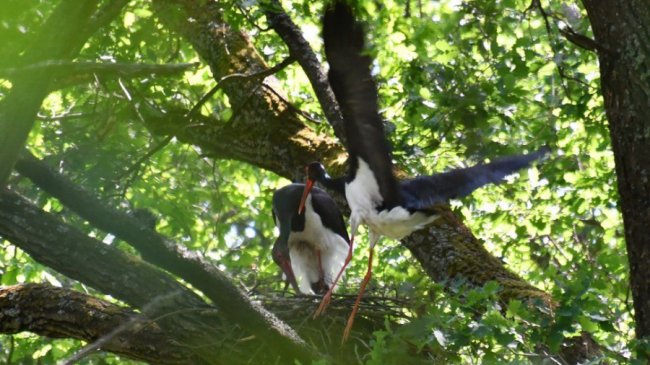 Чорні лелеки люблять селитись подалі від людей