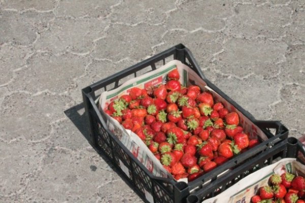 У Луцьку ‒ сільськогосподарський ярмарок. ФОТО