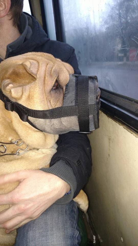 Лучанку з собакою хотіли «виставити» з маршрутки