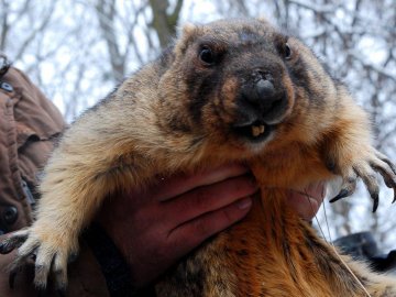 День бабака-2019: історія та прикмети свята