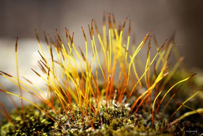 Неймовірні світлини березневого луцького парку.  ФОТО