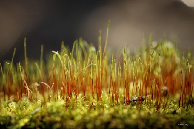 Неймовірні світлини березневого луцького парку.  ФОТО