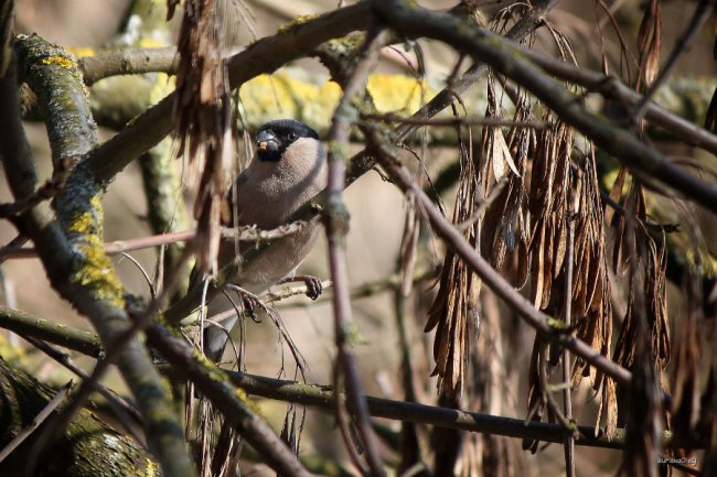 Неймовірні світлини березневого луцького парку.  ФОТО