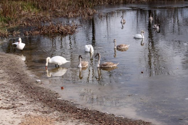 Як на волинському озері зимують лебеді. ФОТО