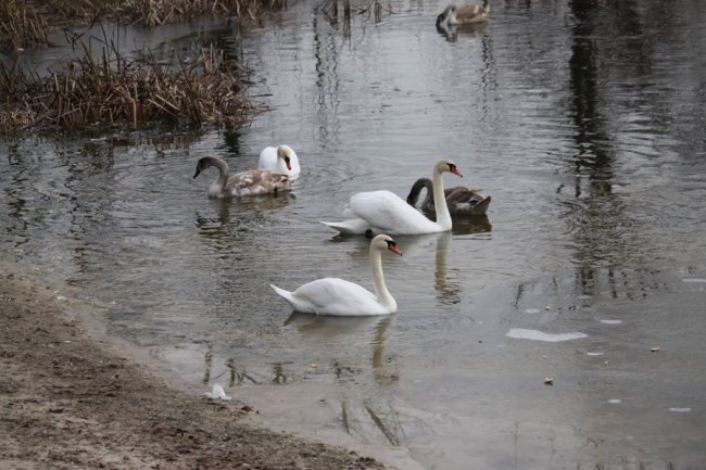 Як на волинському озері зимують лебеді. ФОТО