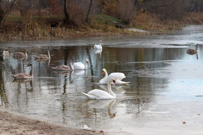 Як на волинському озері зимують лебеді. ФОТО
