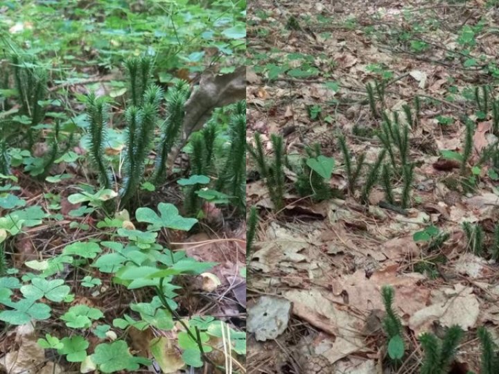 У нацпарку на Волині зникає червонокнижна рослина