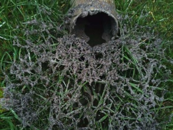 В Естонії пішов чорний дощ