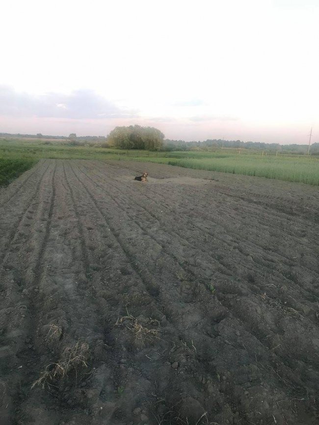 Людська жорстокість лякає: на Волині чоловік прив'язав собаку посеред поля. ФОТО 