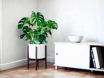 Волинська майстриня назвала невибагливі рослини, що зроблять домівку затишною